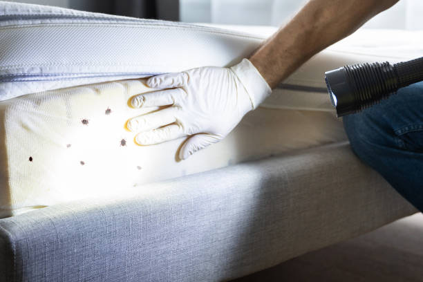 Best Emergency Pest Control  in Parowan, UT