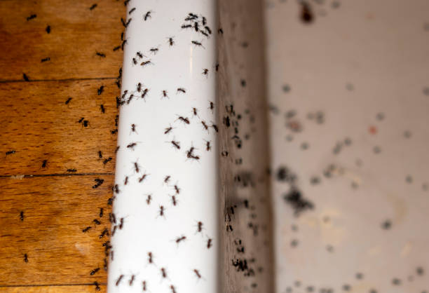 Wasp Removal Services in Parowan, UT