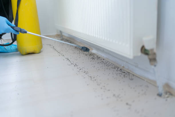 Best Flea Control Services  in Parowan, UT