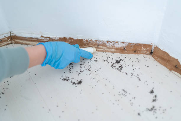 Best Cockroach Control Services  in Parowan, UT